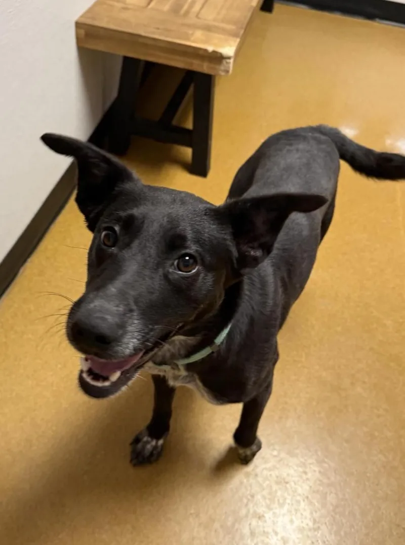 Shamrock thumbnail 2