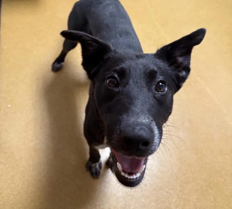 Shamrock thumbnail 4