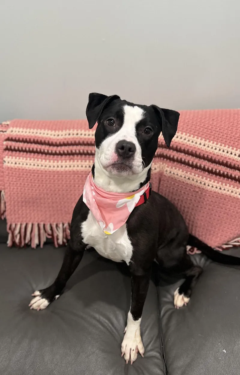 Daisy- Currently Enrolled In thumbnail 2