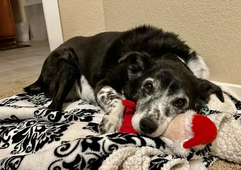 Ginger In Colorado thumbnail 3