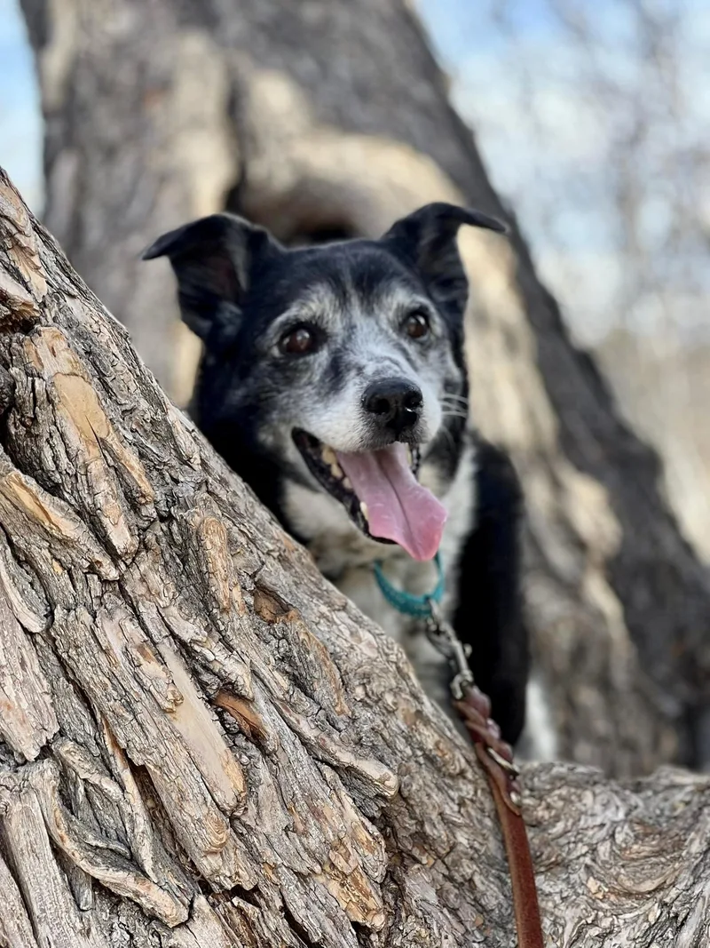 Ginger In Colorado photo 1
