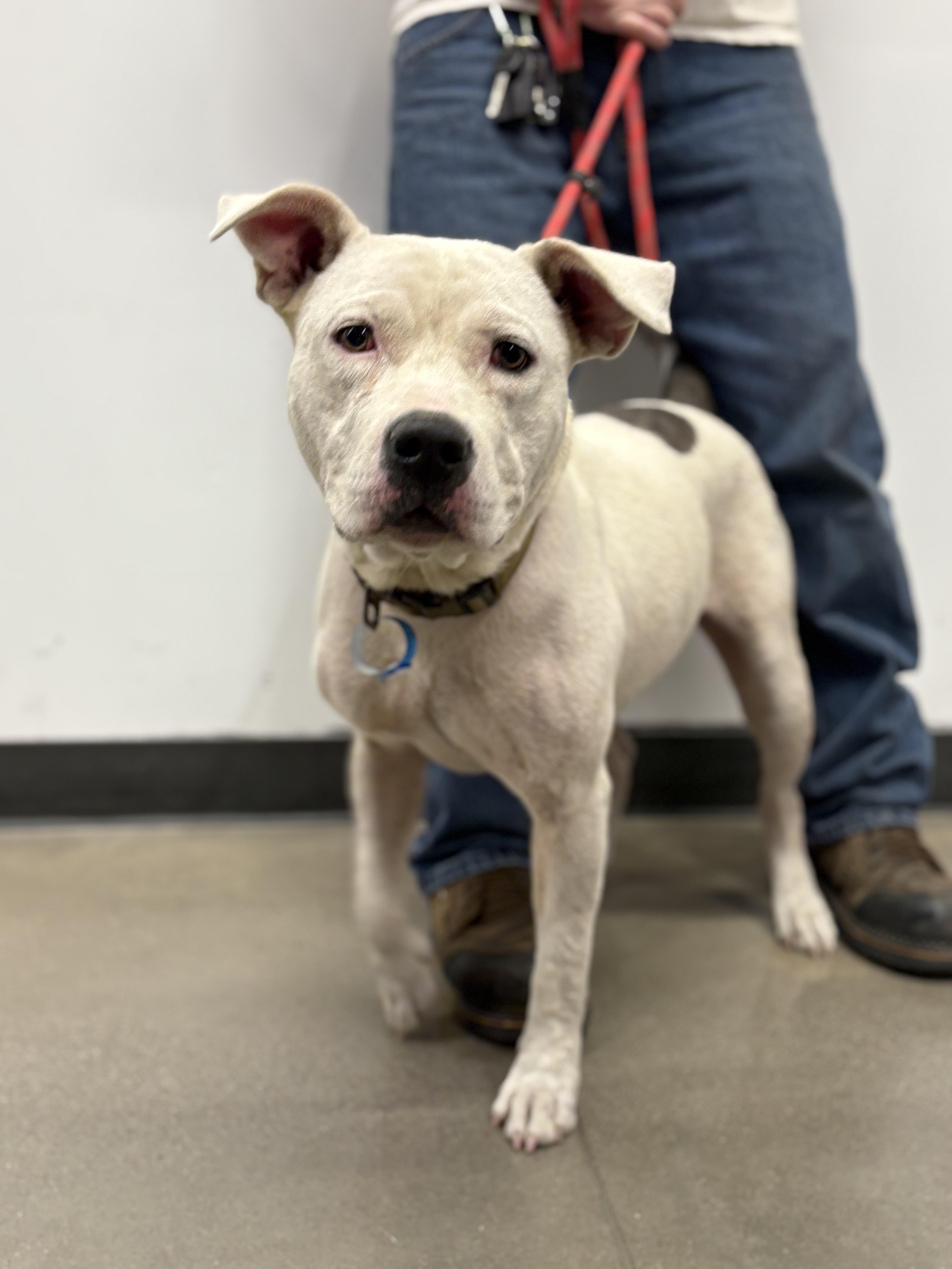 Snow Flake thumbnail 4