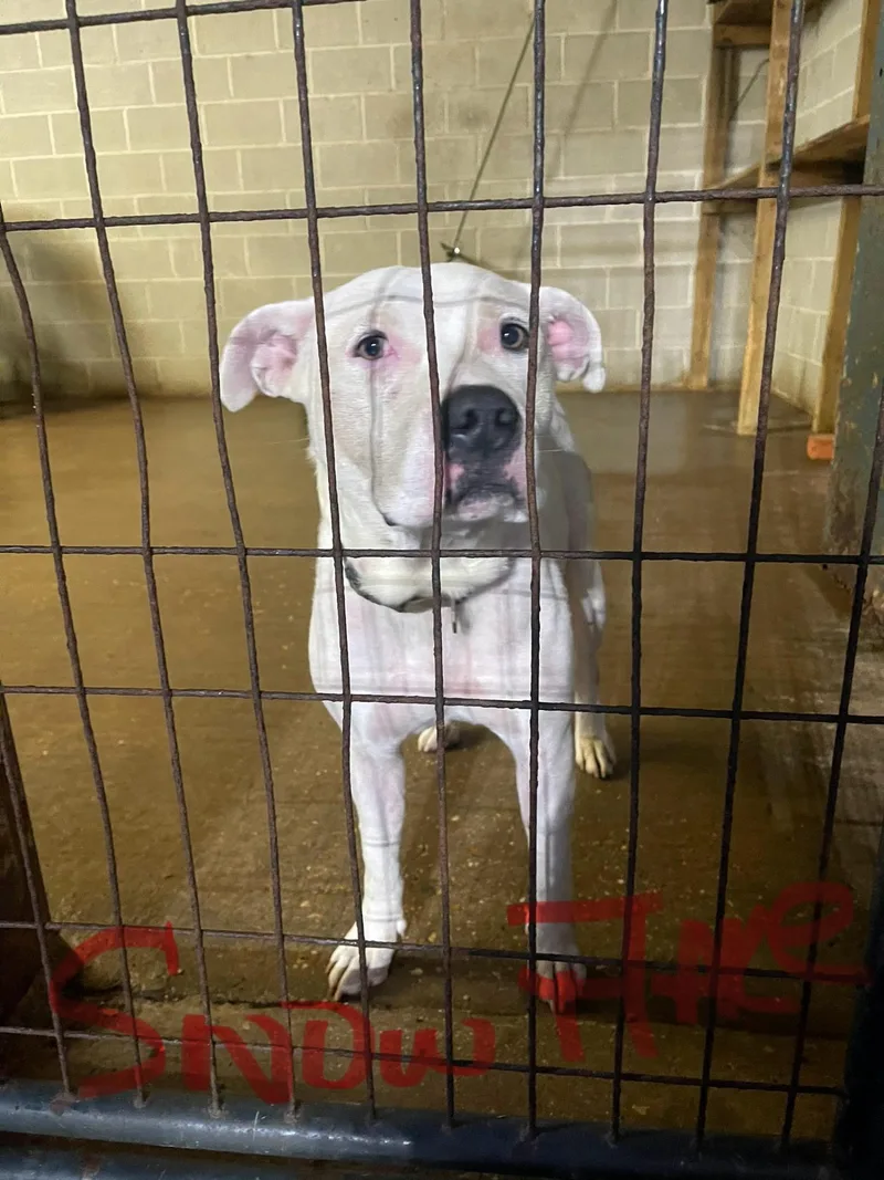 Snow Flake thumbnail 2