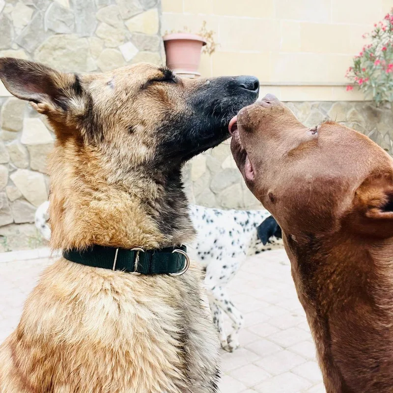 Bruno From Azerbaijan thumbnail 4