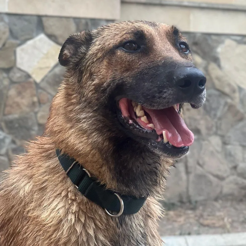 Bruno From Azerbaijan thumbnail 2