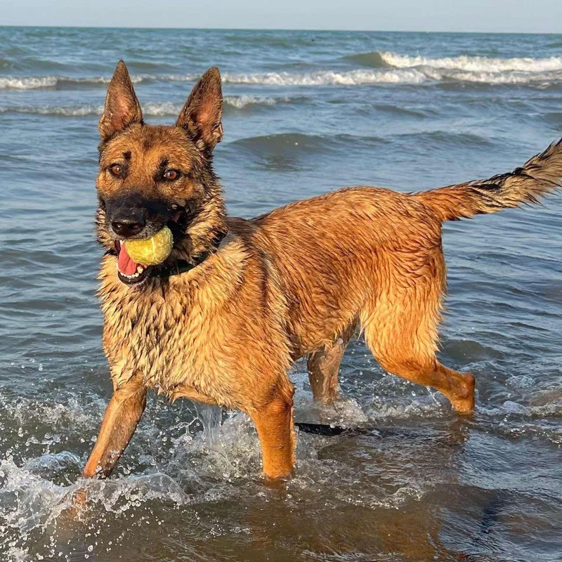 Bruno From Azerbaijan thumbnail 2