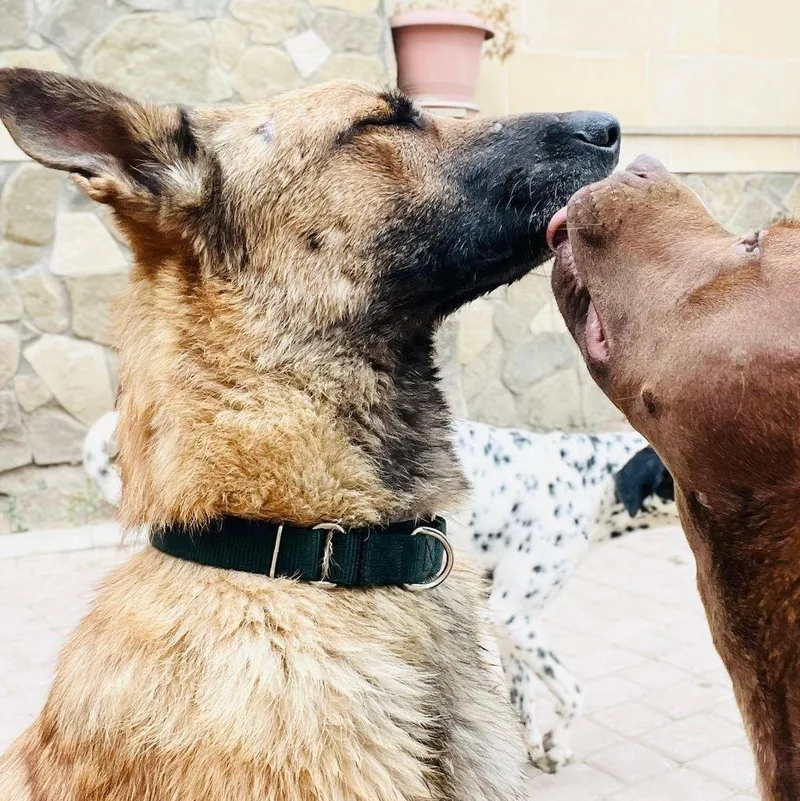 Bruno From Azerbaijan