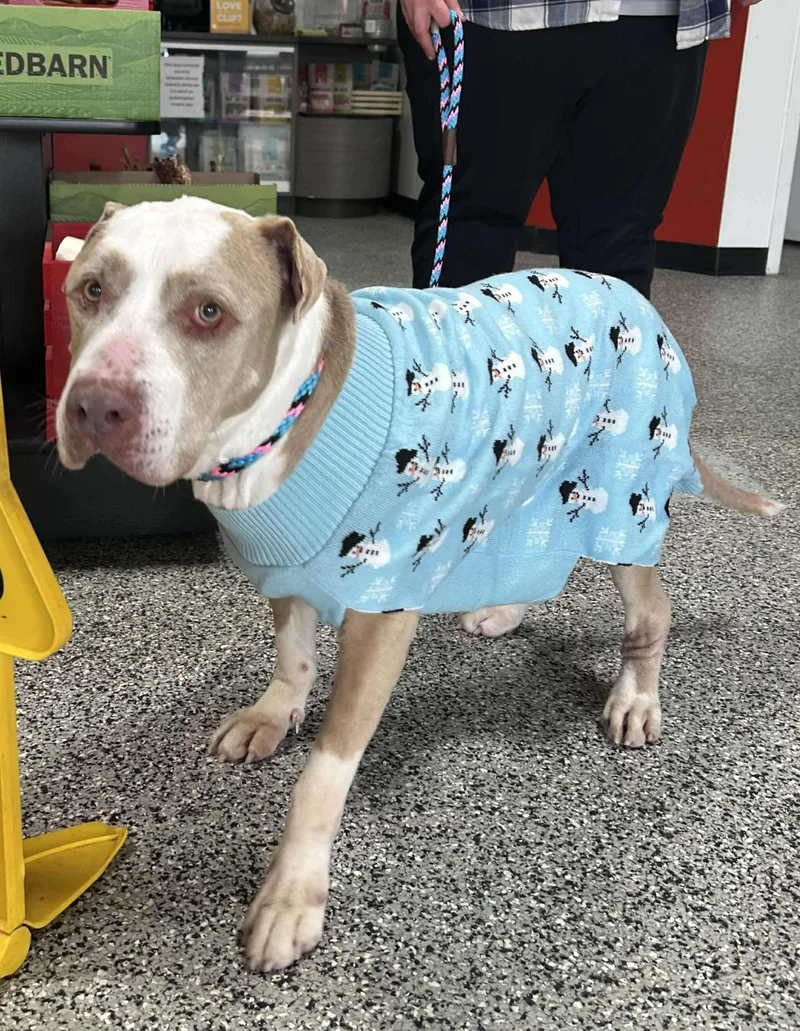 A senior medium-sized male Gray / Blue / Silver American Staffordshire Terrier dog named Merlin for adoption in Brookeville, MD
