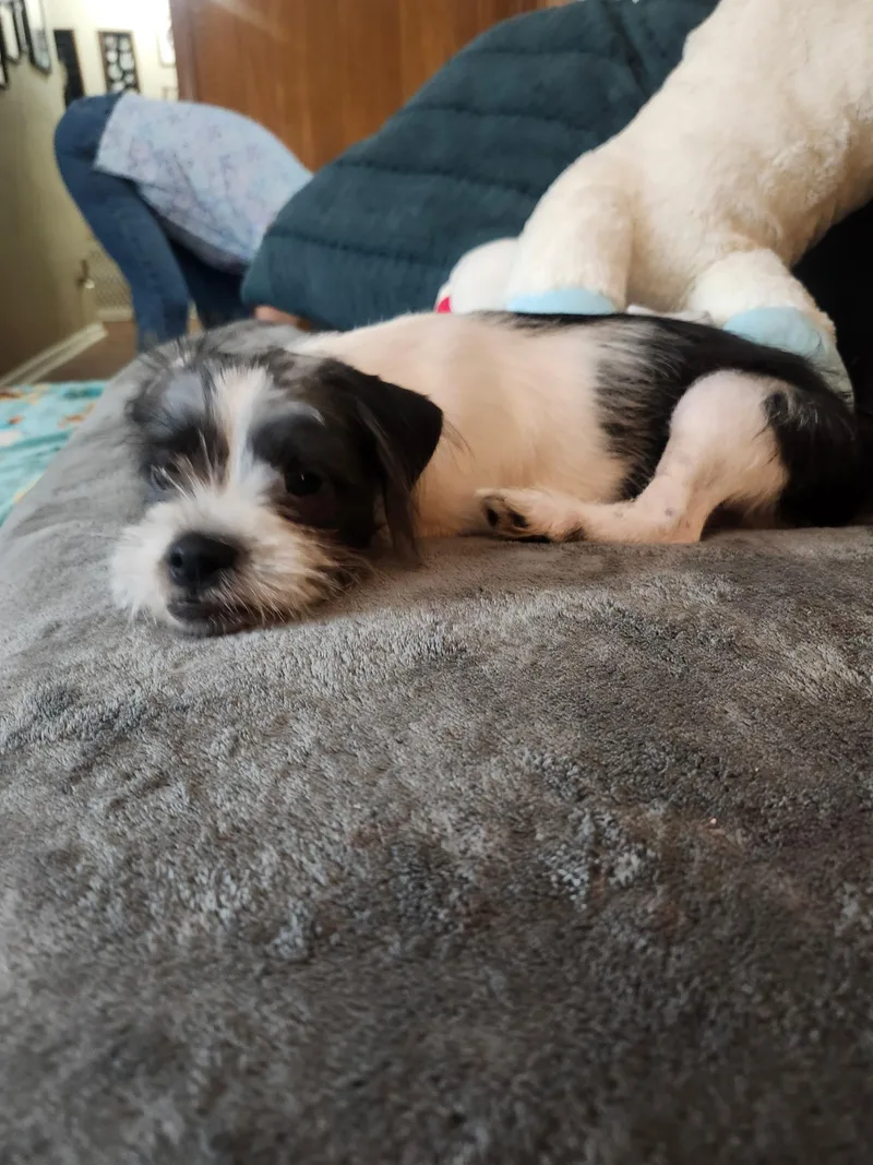 A baby small-sized male Black Terrier dog named Reigny for adoption in Houston, TX