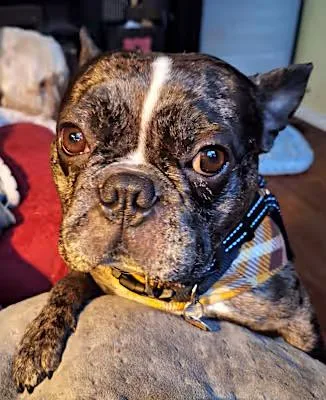 A young medium-sized male Merle (Blue) French Bulldog dog named Bob for adoption in Covina, CA