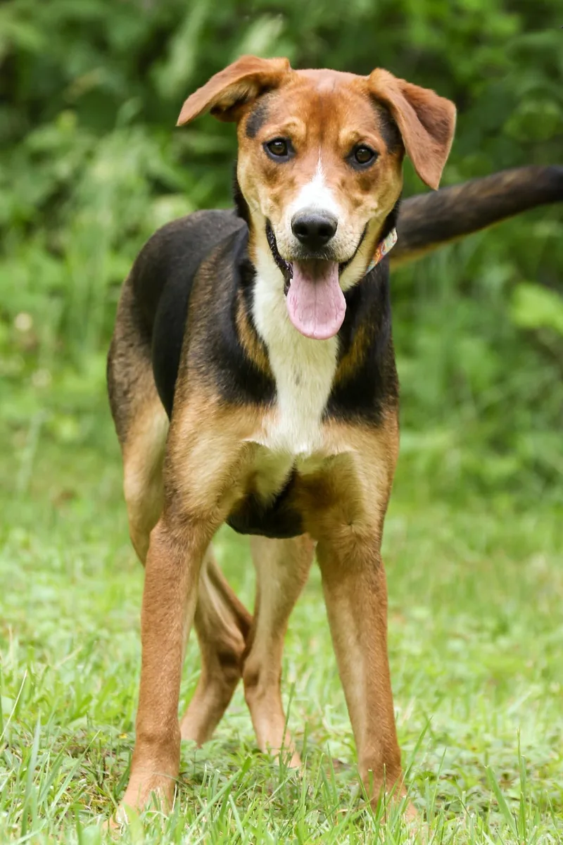 A young medium-sized female Bicolor Mountain Cur dog named Penny for adoption in Cashiers, NC