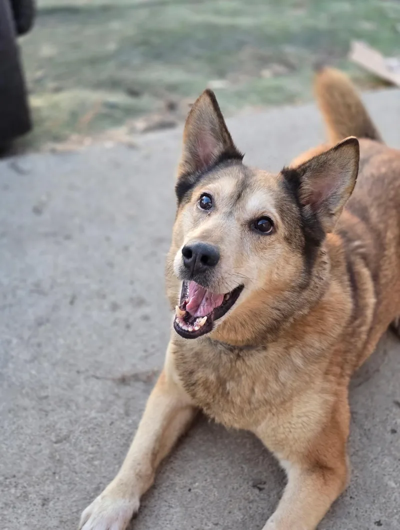 An adult medium-sized female Bicolor Husky dog named Wylie! Happy Girl! for adoption in RUSSIAVILLE, IN