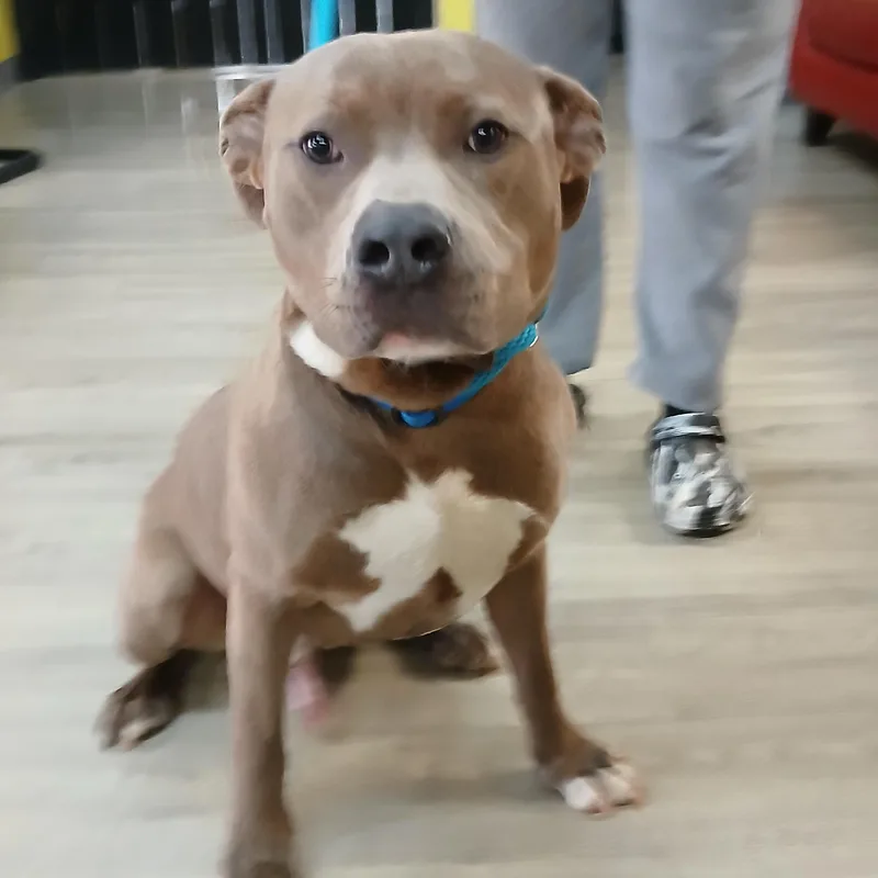 An adult large-sized male Apricot / Beige Pit Bull Terrier dog named Bing for adoption in Smyrna, GA