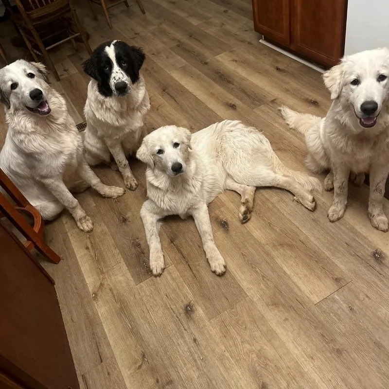 A young large-sized female Great Pyrenees dog named Great Pyrenees Puppies  for adoption in Maryville, TN