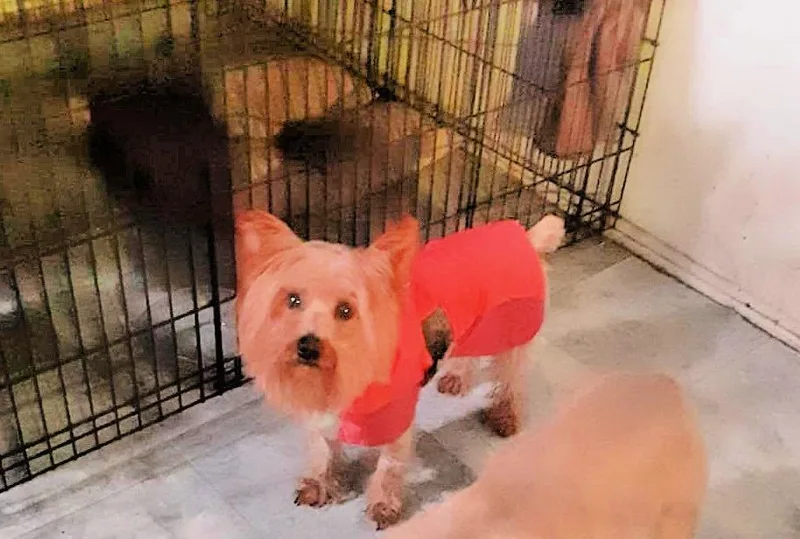 Rocky Is Very Devoted thumbnail 3