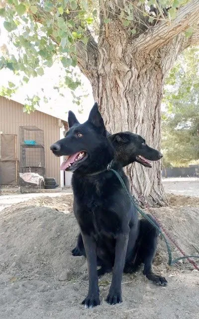 Grace & Katie (bonded thumbnail 4