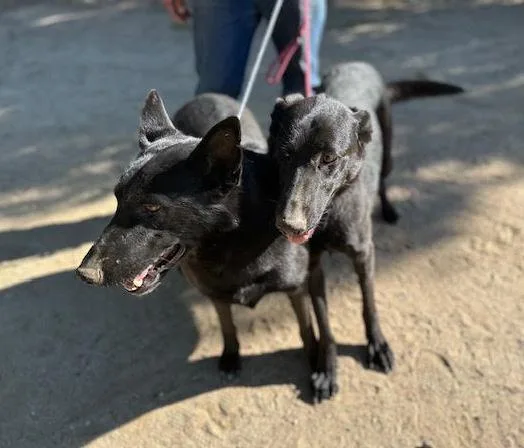 Grace & Katie (bonded thumbnail 5