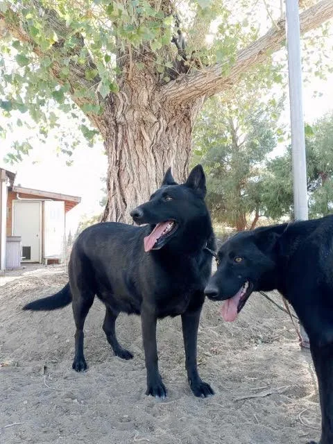 An adult large-sized female Black German Shepherd Dog dog named Grace & Katie (bonded for adoption in Ventura, CA