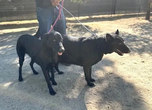 Grace & Katie (bonded thumbnail 3