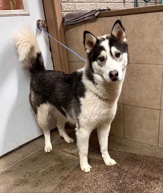 An adult medium-sized male Black Husky dog named Koda for adoption in Denison, IA