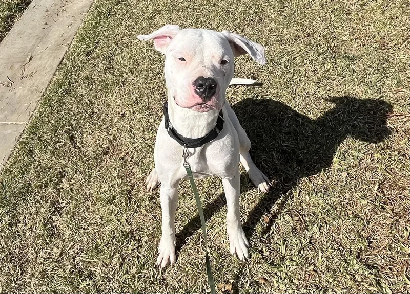 A baby large-sized female White / Cream Dogo Argentino dog named Pegasus for adoption in San Clemente, CA