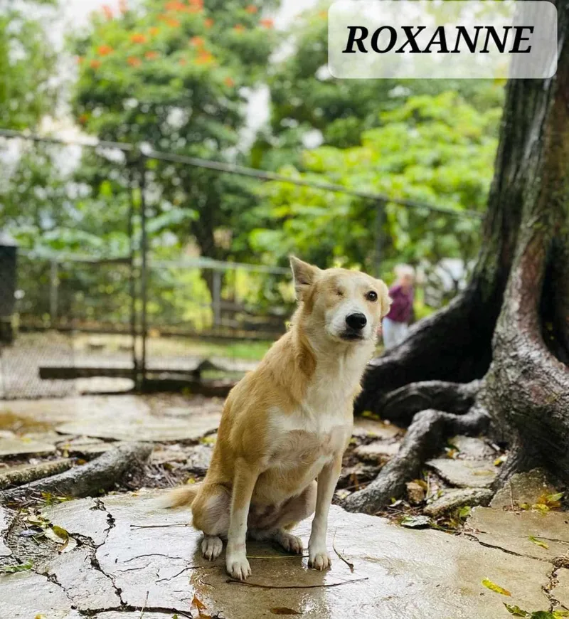 Roxanne photo 1