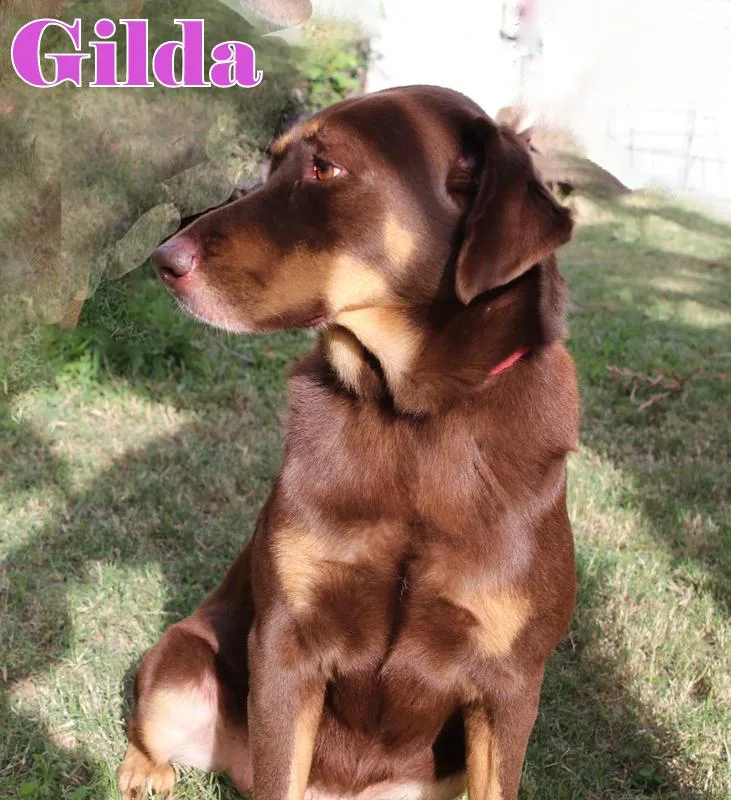 Gilda photo 1