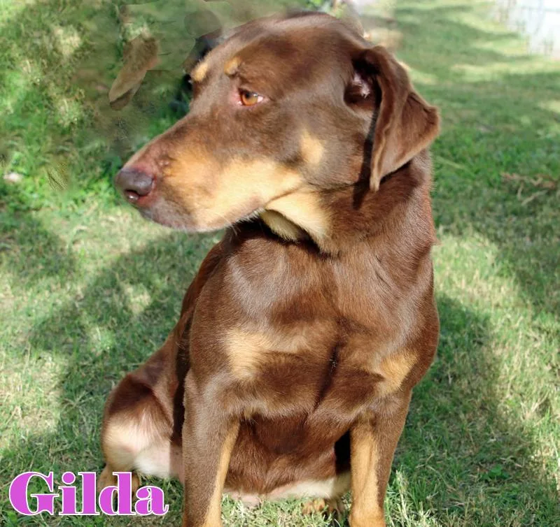 Gilda thumbnail 6