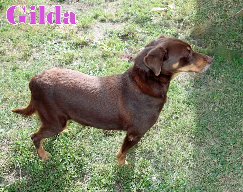 Gilda thumbnail 5