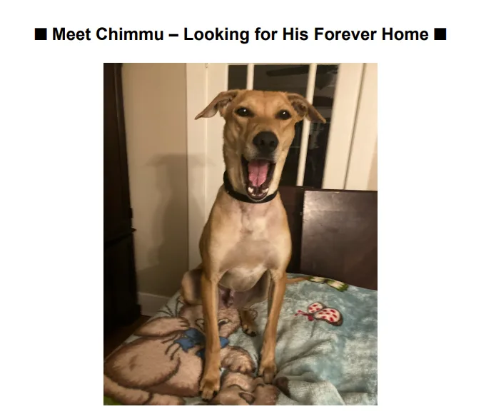 Chimmu Was The Scape thumbnail 4