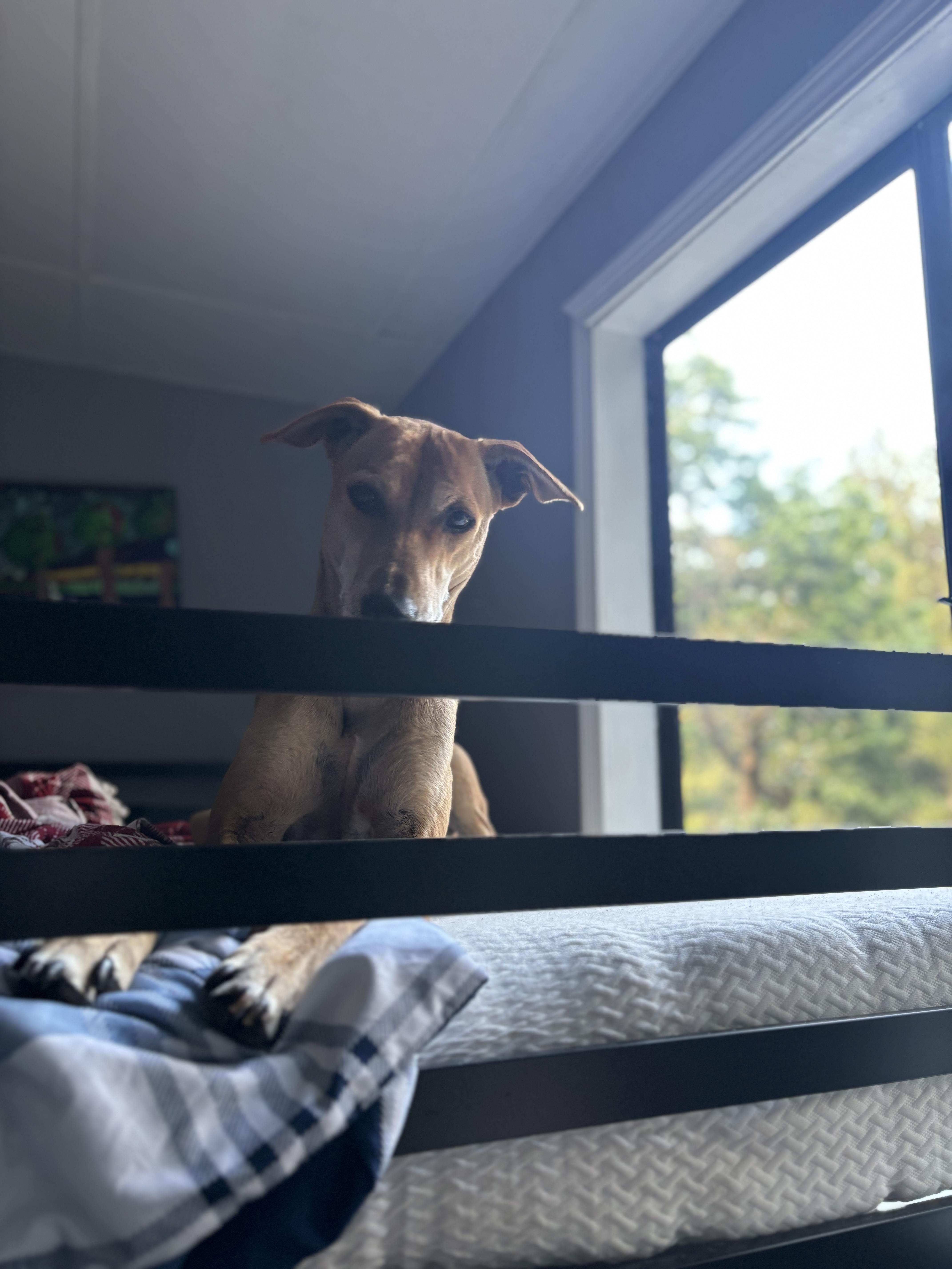 An adult medium-sized male Golden Mixed Breed dog named Chimmu Was The Scape for adoption in Aptos, CA