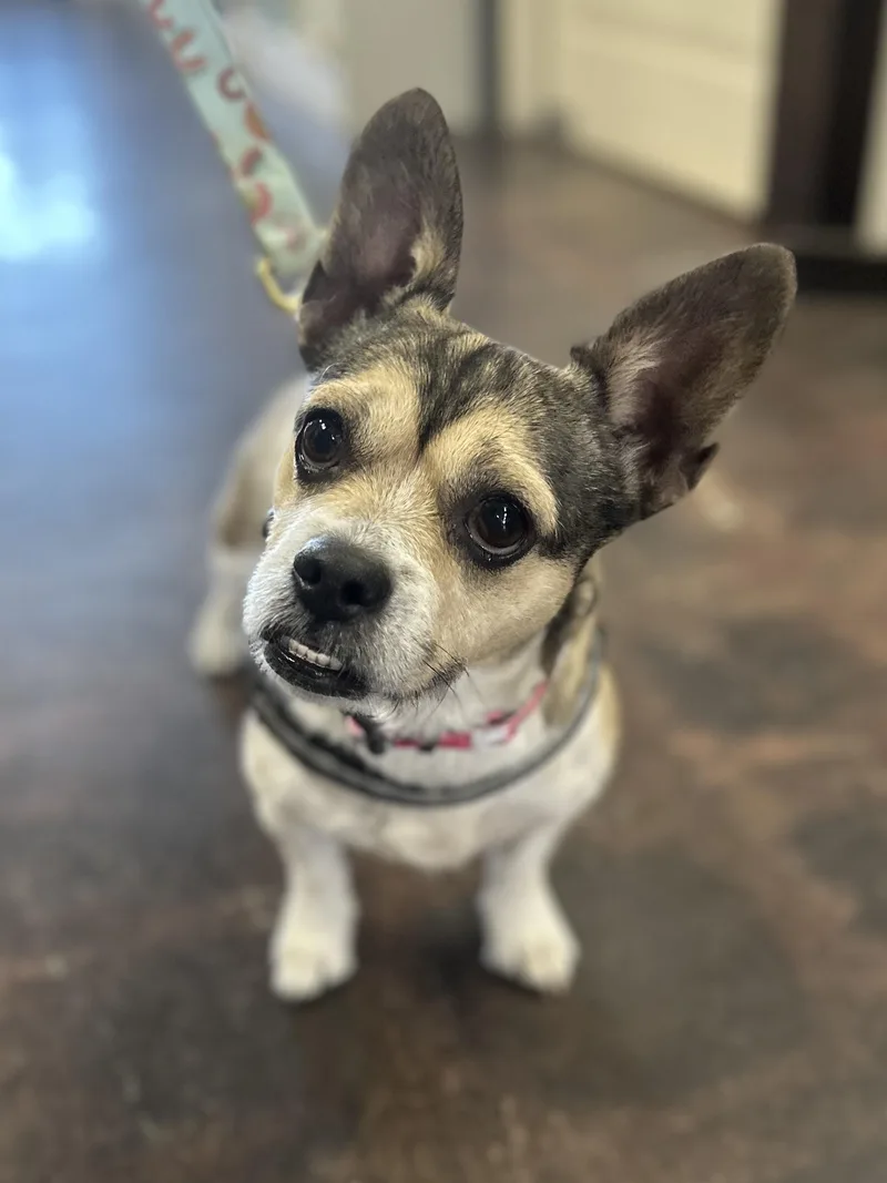An adult small-sized female Tricolor (Brown, Black, & White) French Bulldog dog named Shana for adoption in Riverside, CA