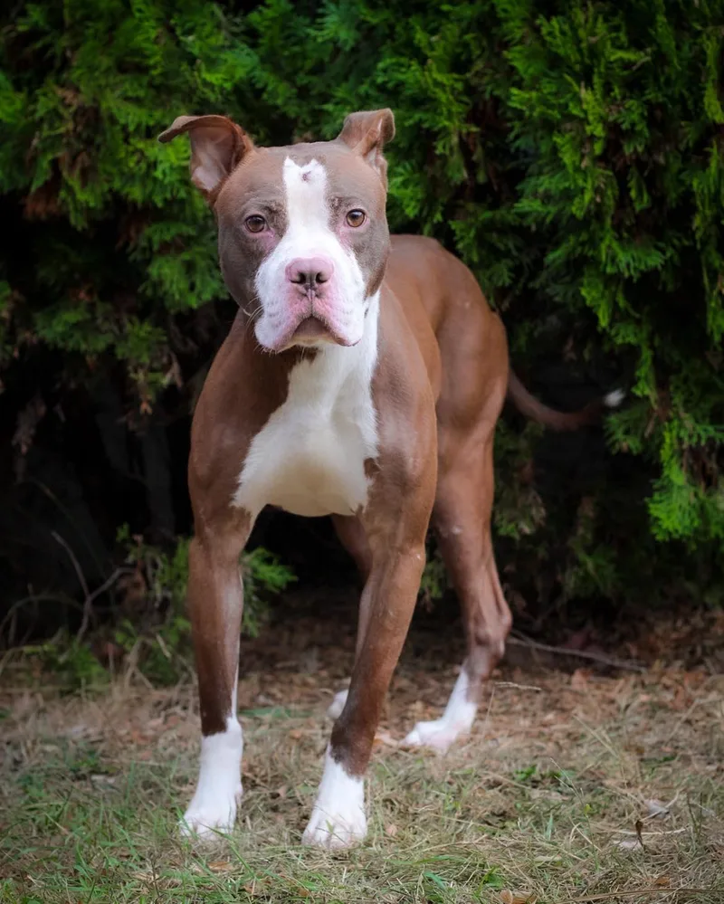 Snickerdoodle photo 1