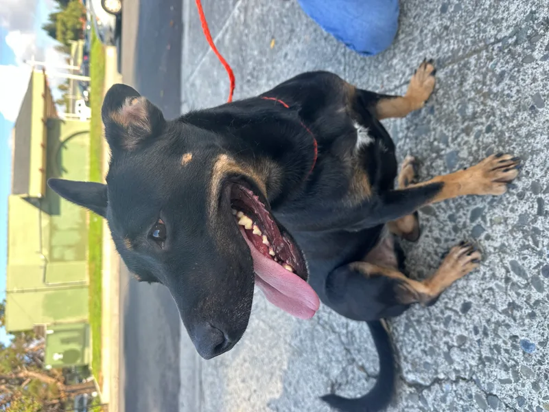 An adult medium-sized female Black Lancashire Heeler dog named Rosie for adoption in San Jose, CA