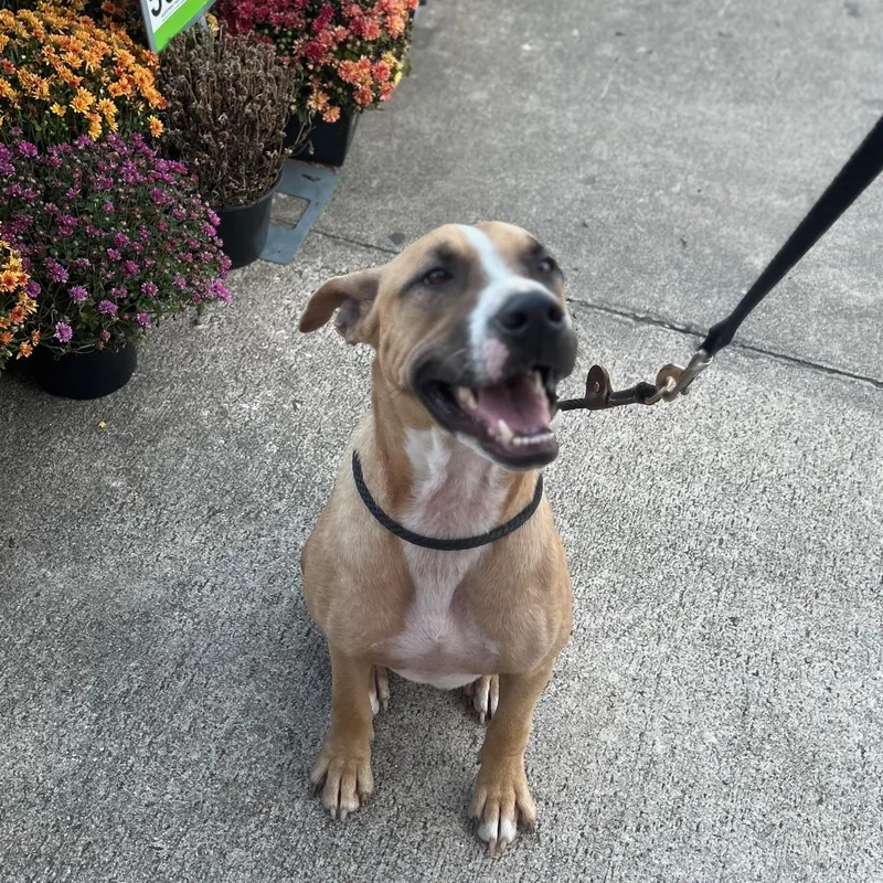 A young medium-sized male Hound dog named Buddy K for adoption in Mobile, AL