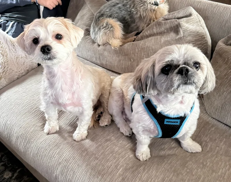 Lulu And Gizmo thumbnail 2