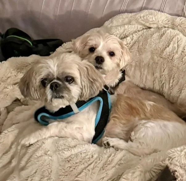 A senior small-sized male White / Cream Shih Tzu dog named Lulu And Gizmo for adoption in Sagaponack, NY