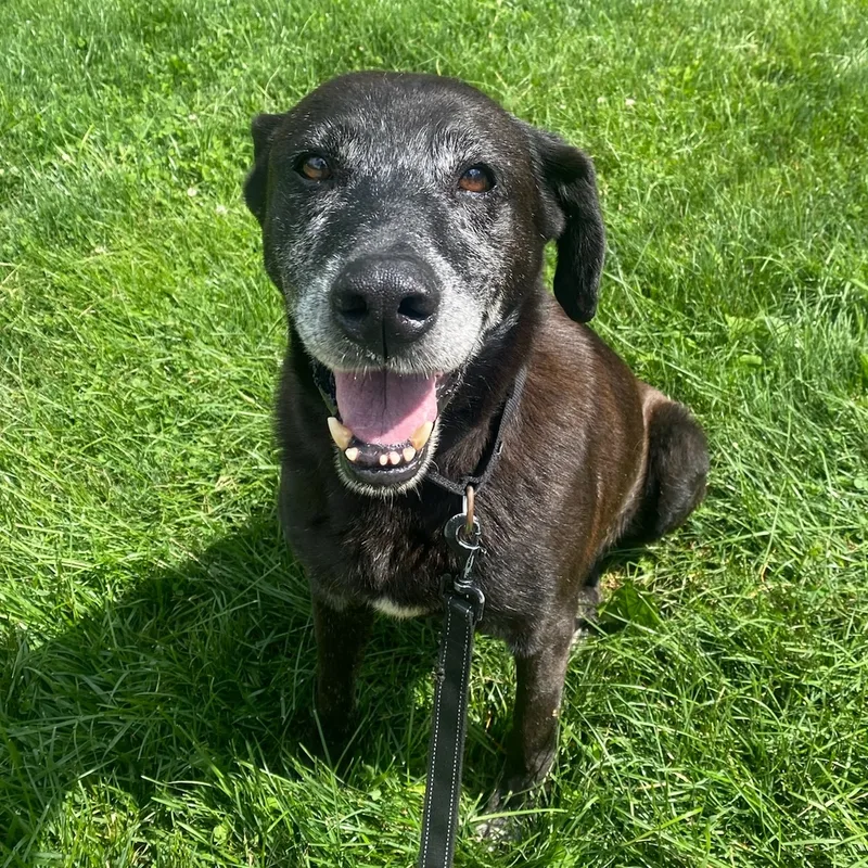 A senior large-sized male Black Black Labrador Retriever dog named Pops for adoption in Maysville, KY