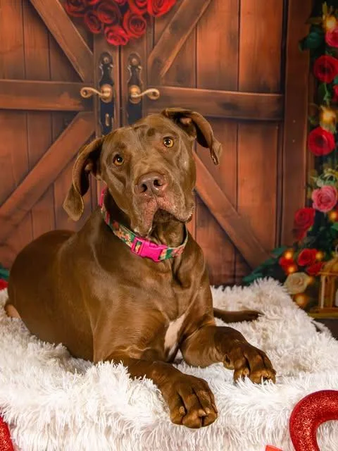 An adult extra large-sized female Brown / Chocolate Great Dane dog named Fancy for adoption in Bullard, TX