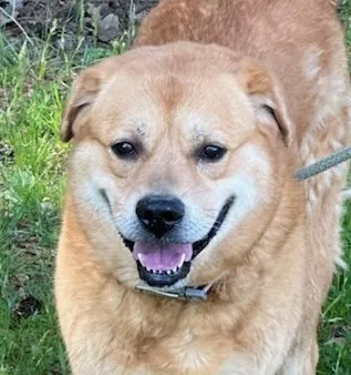 An adult large-sized female Yellow / Tan / Blond / Fawn Labrador Retriever dog named Ursula for adoption in Tappahannock, VA
