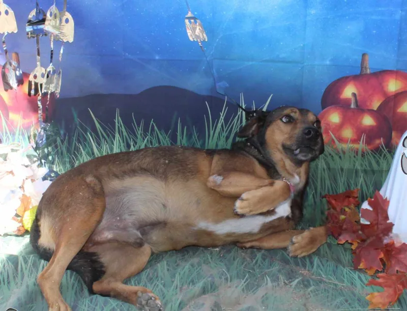 Big Bill thumbnail 4