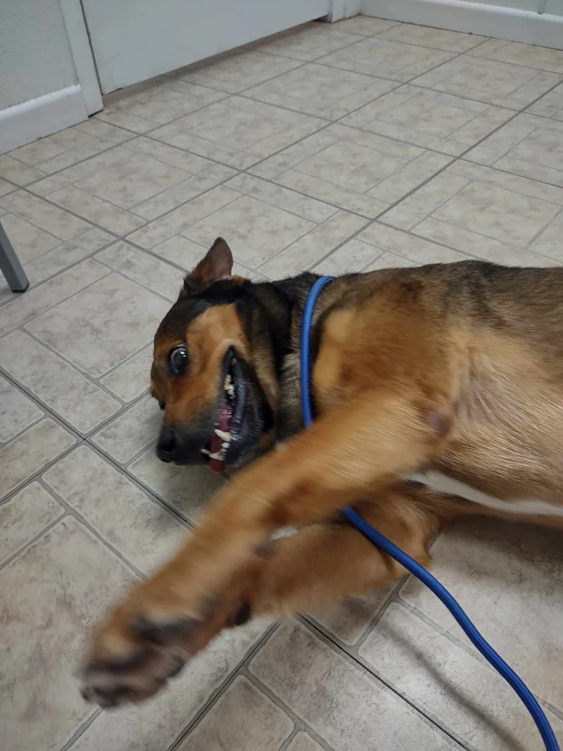 Big Bill thumbnail 5