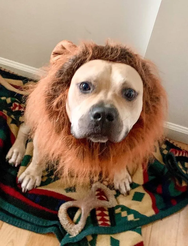 Axl Rose thumbnail 2