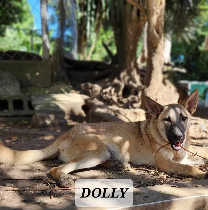Dolly thumbnail 3