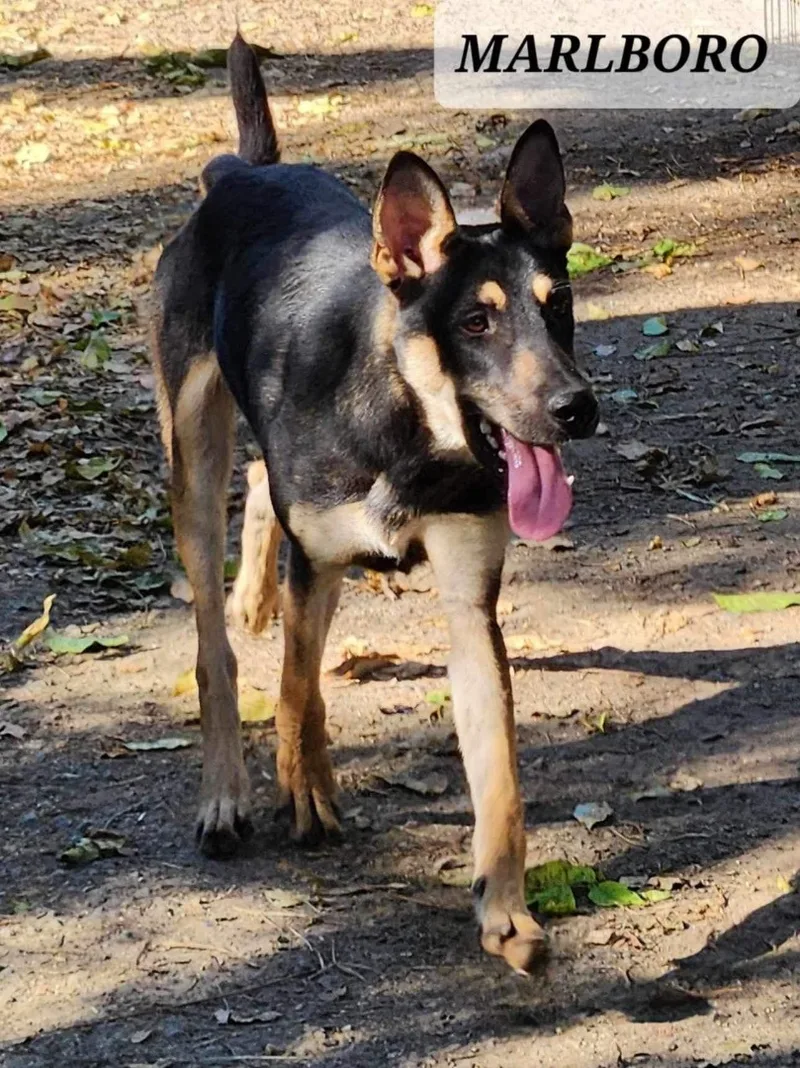 Marlboro thumbnail 2