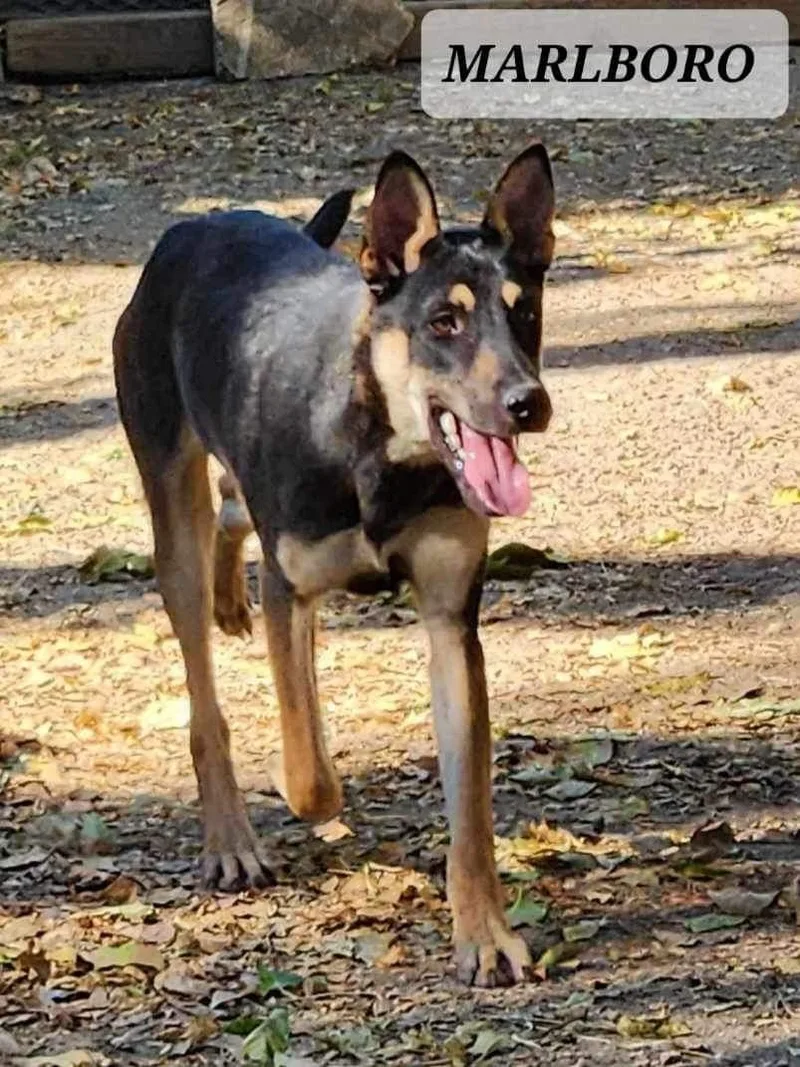 Marlboro thumbnail 4