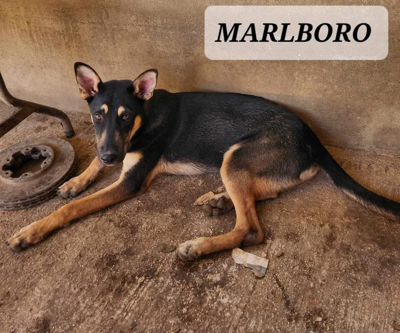 Marlboro thumbnail 5