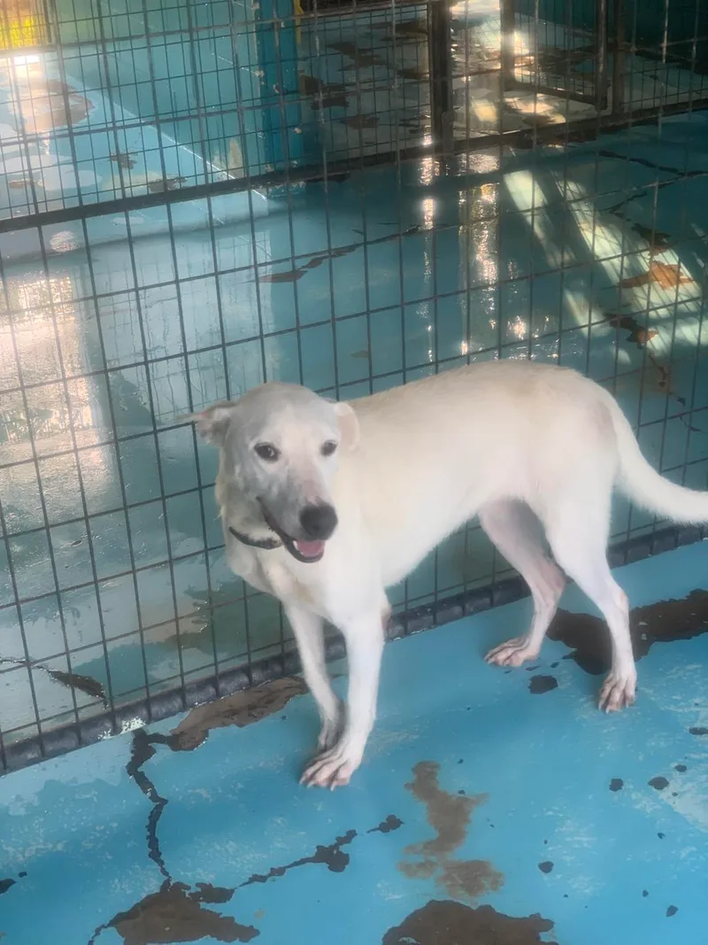 An adult large-sized female white Mixed Breed dog named Caprie for adoption in Hearne, TX
