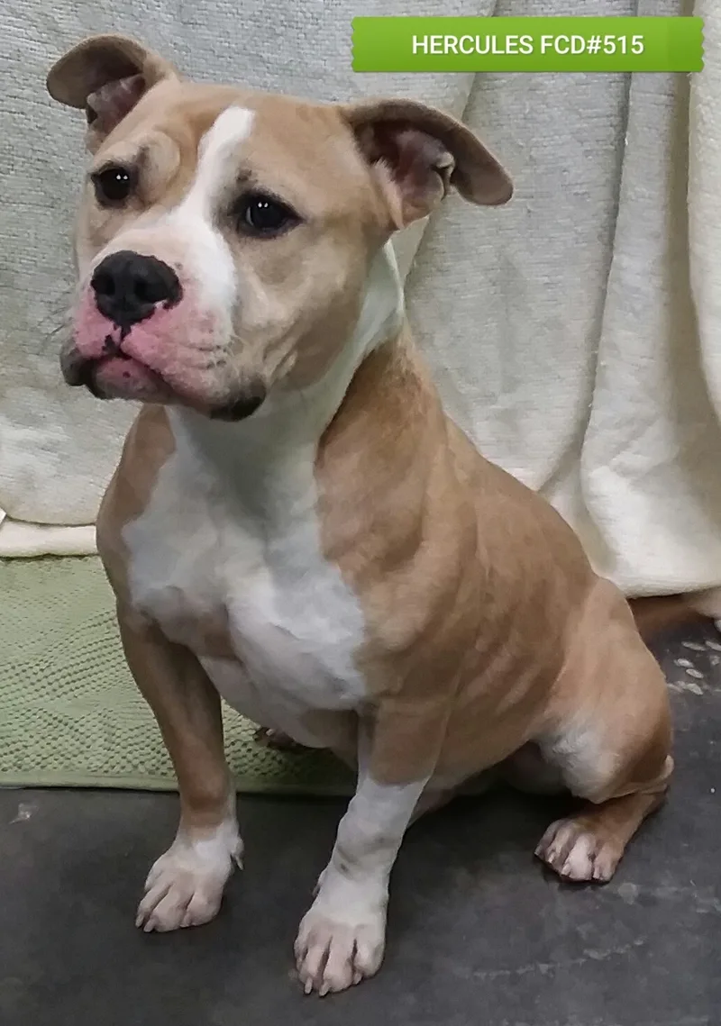 Hercules thumbnail 2