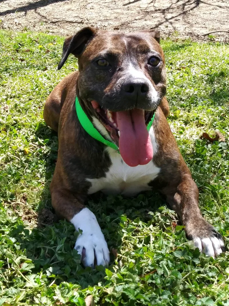 A senior medium-sized female Brindle Pit Bull Terrier dog named Rosie for adoption in Jasper, GA